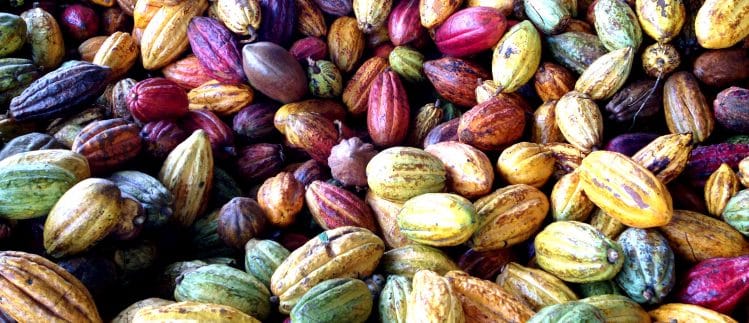 Chocolaterie Robert, fèves de cacao