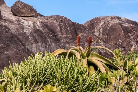 Homeopharma, aloe vera