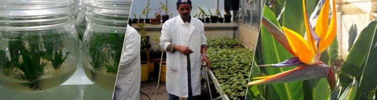 Biotechnologie et agronomie à l'ISPM