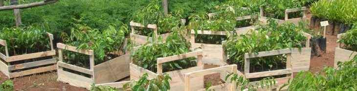 SNGF, production de plantes