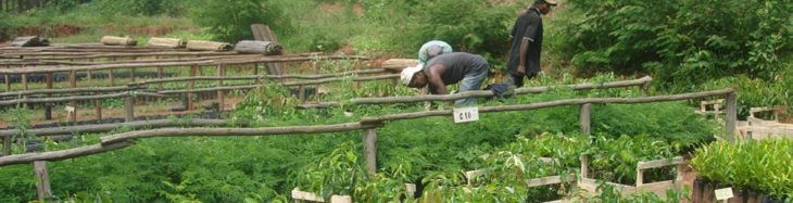 Semences et boutures chez SNGF
