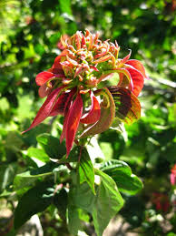 Une flore riche au Mandraka Park